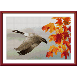 Canada Goose